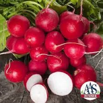 Premium Cherry Belle Radish - Fresh Organic Heirloom Seeds - Most Popular Ever! • $1.99