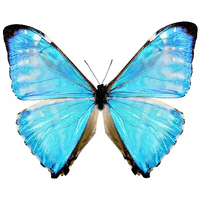 Morpho Zephyritis ONE REAL BUTTERFLY BLUE UNMOUNTED WINGS CLOSED • $18