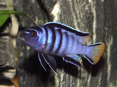 Pseudotropheus Elongatus Mpanga ** Malawi Cichlid ** 4cm • £7.99