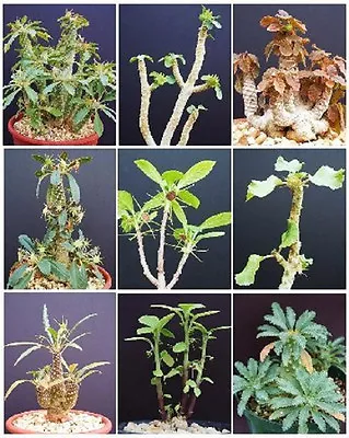 DORSTENIA VARIETY MIX Exotic Rare Pachycaul Cactus Caudex Bonsai Seed 50 SEEDS • $11.99