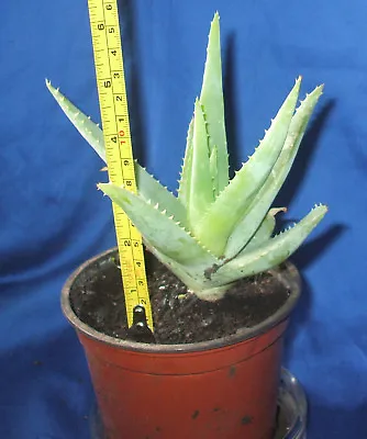 Aloe Vera Plant Fully Established Plant Organically Gr Medicine Plant 0.5 LTR • £16.99