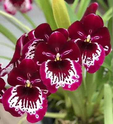 Miltoniopsis Lennart Karl Gottling 'Red Lip' Blooming Size Fragrant Orchid • $33