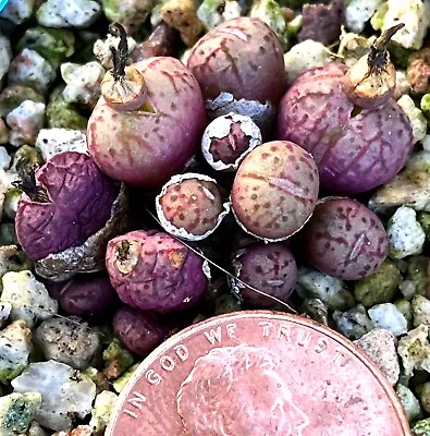 Mesembs Plant--Conophytum Uviforme TS607 Vilklip--Nice Clump Colorful! • $29.99