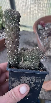 £5.50 • Buy Opuntia Fulgida Cristata