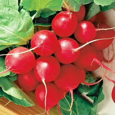 300+ Cherry Radish Seeds Vegetable Spring Garden Salads Heirloom Non-gmo Usa • $2.99