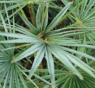 Chamaerops Humilis Var. Cerifera SEEDS • £9.40