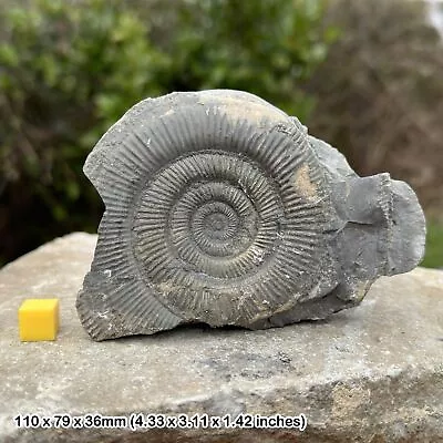 Dactylioceras Commune Fossil Ammonite  Jurassic Yorkshire UK Authentic • $29.84