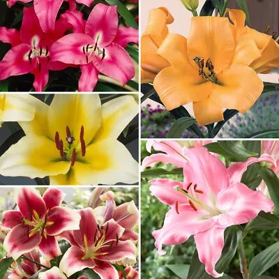 Skyscraper Lily Collection X 25 Bulbs 5 Each Of 5 Varieties • £18.99