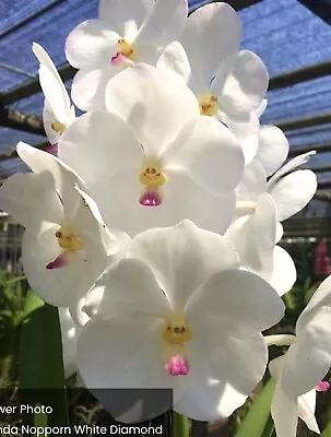 Vanda  Napporn  White Diamond  BS • $48