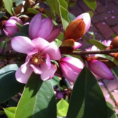 Fairy Blush~Michelia Doltsopa Magnolia Tree~Pink Fragrant Blooms! Well Rooted! • $54.99