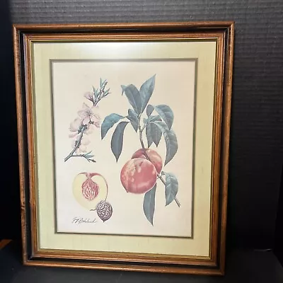 Vtg. Double Matted &Framed  Guy Coheleavh Garden Peaches Print Plate Sign • $65