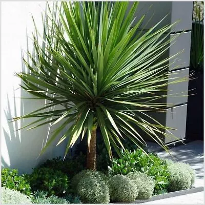 [x2] Cordyline Australis Cabbage Palm Tree | P9 Pot Plants | Evergreen Perennial • £13.99