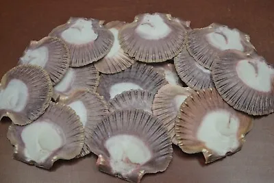 10 Pcs Assort Flat Purple Pectin Scallop Sea Shells 3  - 3 1/2  #7948 • $10