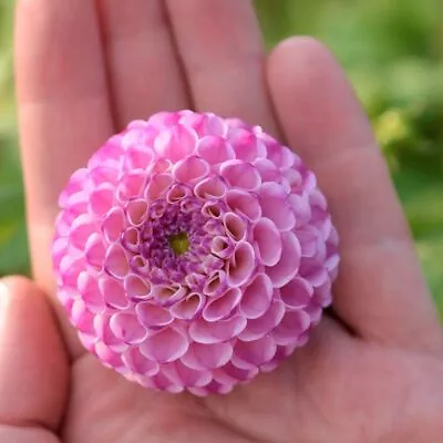 Zippity Do Da Decorative Dahlia - Blue Buddha Farm - Easy To Grow Plant • $14.95