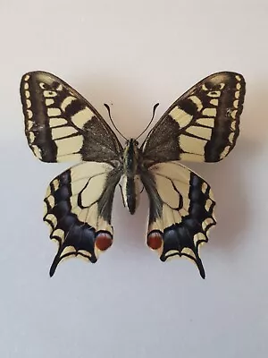 £8.50 • Buy Swallowtail Set Butterfly Taxidermy Entomology # 2