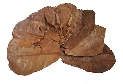 10x Indian Almond Leaves • $9.99