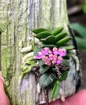 Schoenorchis Fragrans ORCHIDS SPECIES Miniature Bloom Size + PHYTO CERTIFICATE • $29.99