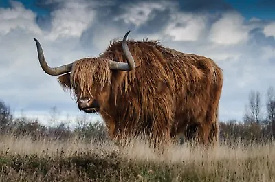 Highland Cattle / Cow/bull Canvas Picture Poster Print Wall Art Unframed #1086 • £7.78