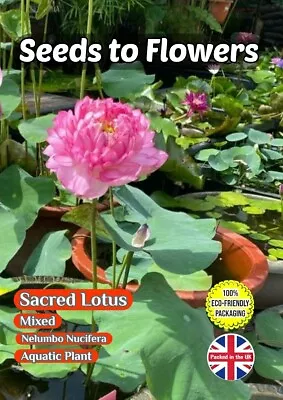 Sacred Lotus Nelumbo Nucifera Mixed Aquatic Plant - 7 Seeds - Compostable Packet • £2.99
