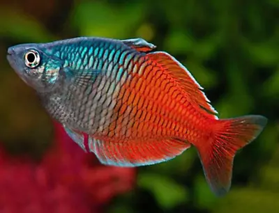 Boesemani Red Rainbowfish Iriatherina Werneri TROPICAL FISH RAINBOWFISH • £11.78