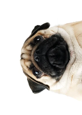 £9.99 • Buy Pug Funny Cute Dog Poster Print A2 A3 A4 A5 A6