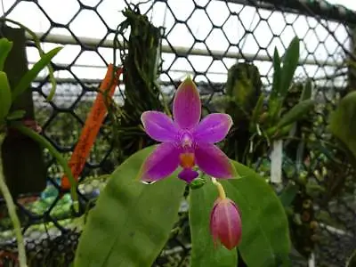 Phalaenopsis Violacea Miniature Fragrant Orchid Plant Species BLOOMING CITES  • $39