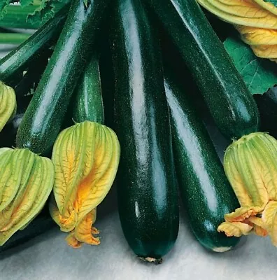 3 X Courgette Black Beauty Plug Plants • £3.49