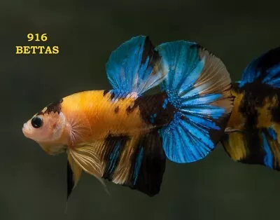 Yellow Blue Koi Betta Hmpk USA Seller  • $19.99