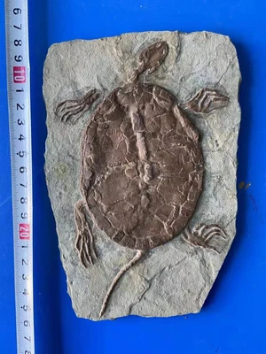 $189 • Buy Rare Chinese Best Triassic Keichousaurus Real Turtle Fossil
