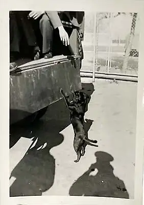 WW2 Photo U.S GIs Base Camp Black Dog Trying To Get On Truck • $25.50