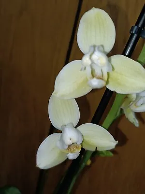 $45 • Buy Phalaenopsis Orchids Peloric No I'd Lost Tag  In Flower