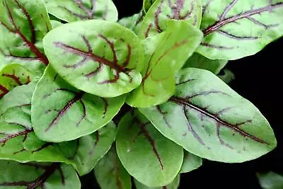 £3.49 • Buy Sorrel Red Vein Herb Seeds Herb Sorrel Red Vein Herb Red Vein Sorrel X 500 Seeds