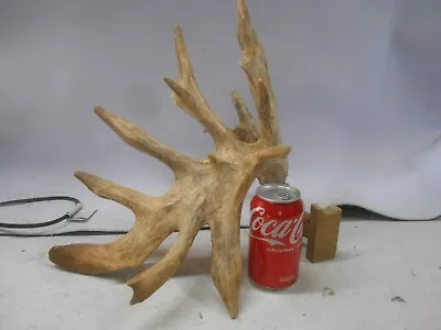 MASSIVE Droptine NON-TYPICAL 103 4/8 B&C WHITETAIL DEER ANTLER Mule • $199