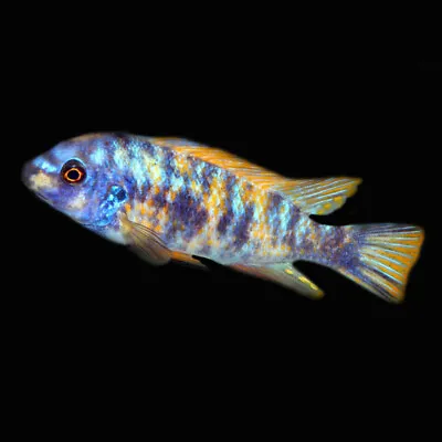 Marmalade Trewavas' Cichlid | Labeotropheus Trewavasae «Marmalade» | Lake Malawi • £12.65