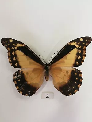 Morpho Helena Rhetenor Female • $80