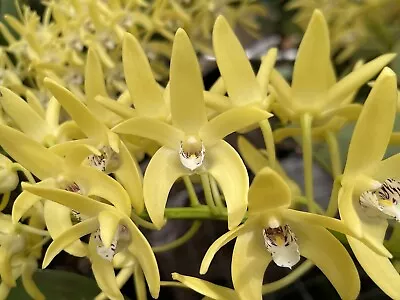 $150 • Buy Orchid Dendrobium Brimbank Gold Division