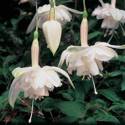 £4.95 • Buy Trailing Giant Fuchsia 'Pink Marshmallow' Summer Garden Plug Plants Pack X6 