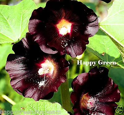  HOLLYHOCK BLACK - Althaea Rosea Nigra - 100 SEEDS - Perennial Flower • £1.99