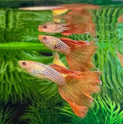 Guppies - Cobra Gold Lace Double Sword -AND- Albino Red Lace • $23