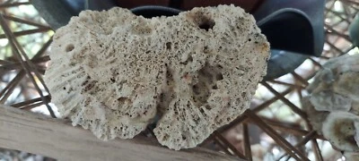 $16 • Buy 🌲#36  Brain Coral