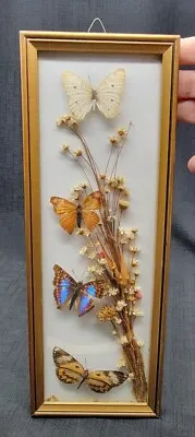 Vintage 4 Real Taxidermy Specimen Display Butterflies In Concave Glass Frame 2 • $34.99