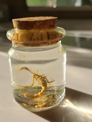 Bark Scorpion Wet Specimen  Arizona Oddities Taxidermy Mummified Odd  • $25