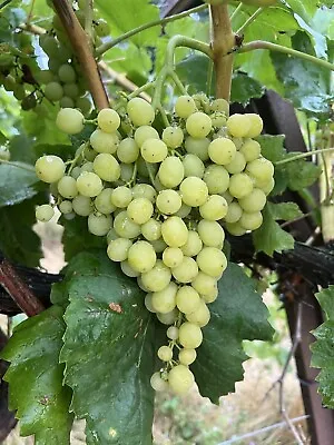 Diamond Muscat Grape Plants Bare Roots  钻石玫瑰葡萄苗 US Seller • $19.90