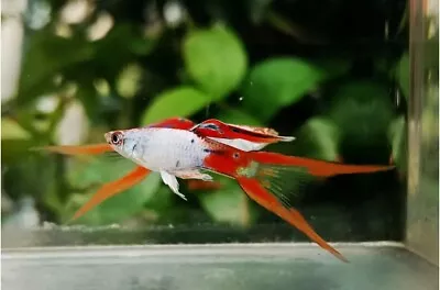 Silverado Red Double Sword Guppy Trio - Rare! First Time Released In The US. • $55