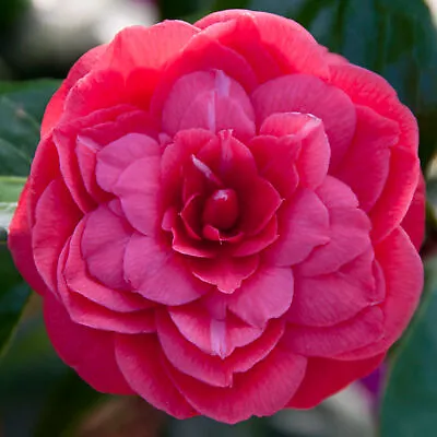 Camellia Japonica 'Principessa Baciocchi' Outdoor Garden Shrub In 9cm Pot • £9.99