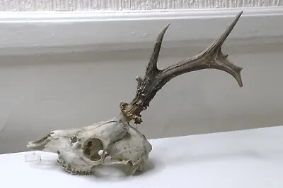 Fallow Roe Deer Mix Antlers On Skull  / HOME WALL DECOR / Taxidermy  • £36.50