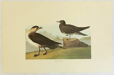 $109.99 • Buy The Birds Of America. Audubon. Richardson's Jager. Amsterdam Edition.