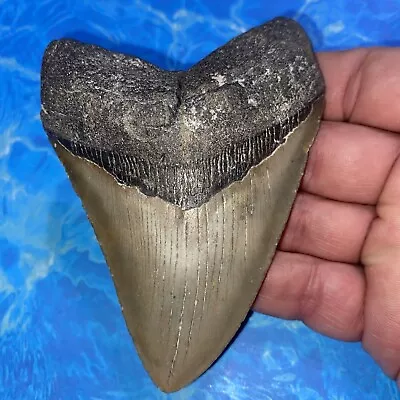 Megalodon Shark Tooth 4.37” Huge Teeth Meg Scuba Diver Direct Fossil Nc 2834 • $41