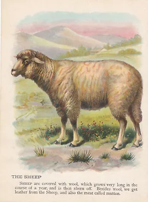 Sheep In Sunny Meadow Farm Animals Antique  Lithograph Art Print 1899 • $9.99