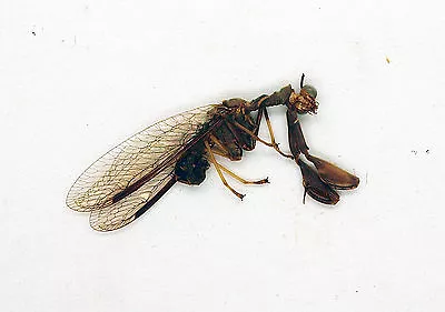 Mantidae - Neuropta Mantisipidae Aka Mantidflies - M03 • $10.98